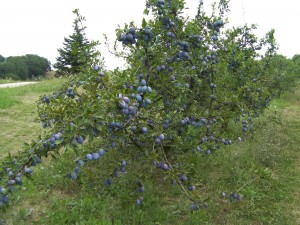 SANYO DIGITAL CAMERA